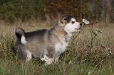 ALASKAN MALAMUTE 528